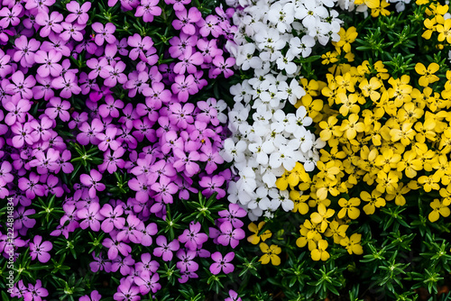 Purple, White, and Yellow F...