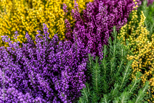 Colorful Heather Flowers Bl...