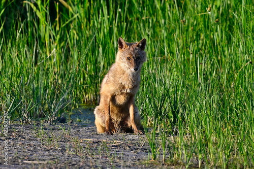 Goldschakal - Donaudelta, Rumänien // Golden jackal  - Danube Delta, Romania (Canis aureus moreoticus)  photo