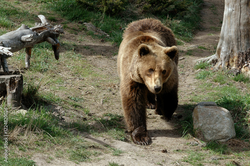 Ours brun, Ursus arctos photo