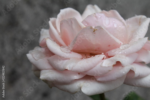rosa con rugiada