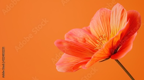Vibrant Orange Flower Blossom Close Up Studio Photography