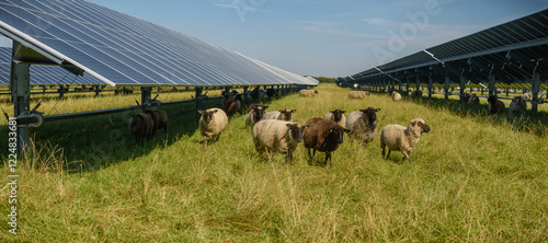 Sheeps standing next to a field of solar panels. Solar farm with solar trackers panels and flock of sheep. Agrivoltaics concept that involves the shared use of land for solar parks and sheep grazing. 