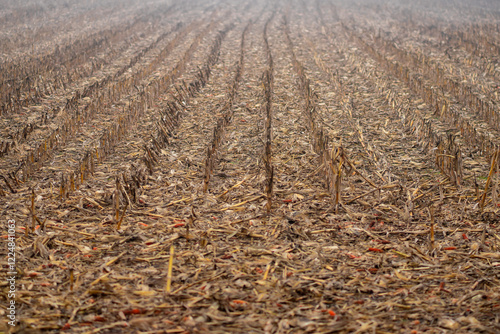 Foto View of harvest residues in a corn field in early spring