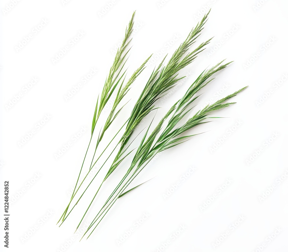 Green grass stalks arranged on white background, studio shot, nature design element Green grass stalks arranged on white background, studio shot, nature design element