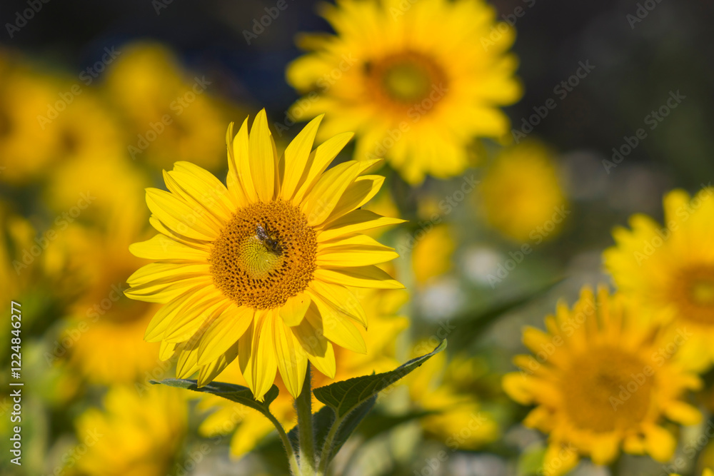 Sunflowers (helianthus) in a field - summertime Sunflowers (helianthus) in a field - summertime