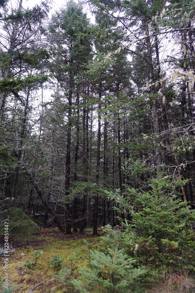 Fototapeta premium Deer Isle, Maine, Usa