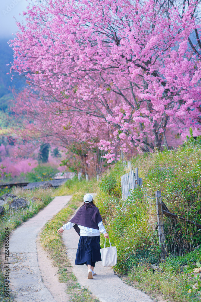 Pretty Asian women are happy with the nature of beautiful Sakura or Cherry Blossom flowers blooming in the travel attraction destination of Doi Inthanon National Park Chiang Mai, Thailand. Pretty Asian women are happy with the nature of beautiful Sakura or Cherry Blossom flowers blooming in the travel attraction destination of Doi Inthanon National Park Chiang Mai, Thailand.