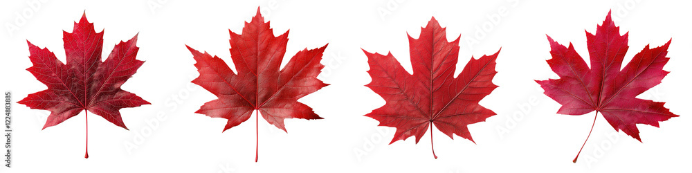 Vibrant Red Maple Leaves in Autumn Fall Season Beautiful natural foliage with rich crimson colors during the transitional period of the year Vibrant Red Maple Leaves in Autumn Fall Season Beautiful natural foliage with rich crimson colors during the transitional period of the year