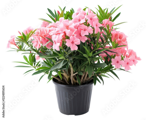 Wallpaper Mural PNG  Nerium oleander en pot flower plant petal. Torontodigital.ca