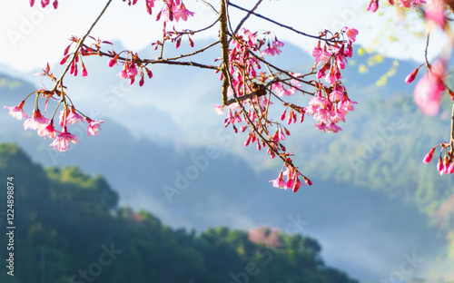 Pink cherry blossoms on branches of tree with blurry light misty and foggy morning winter with warm sunshine under blue sky background at doi angkhang mountain. Thailand. photo