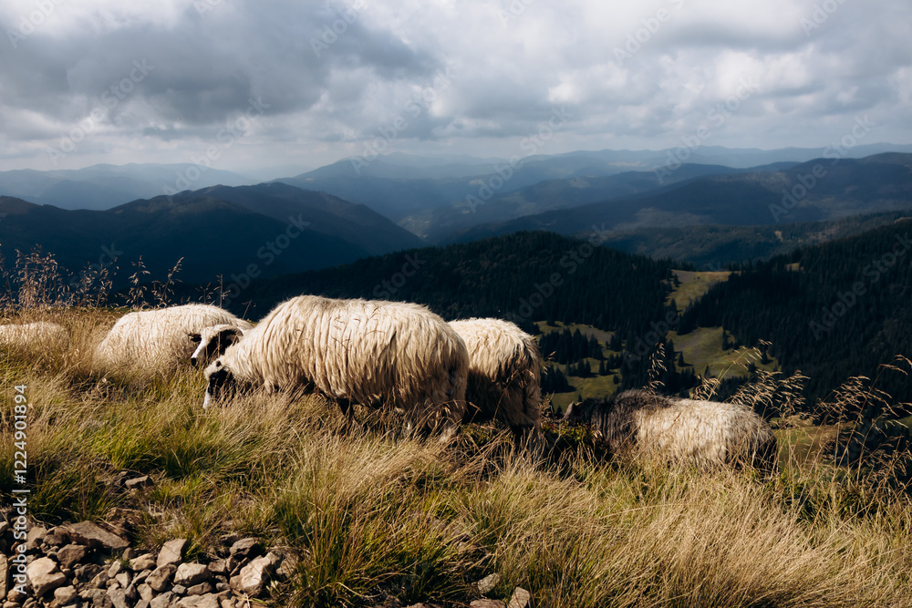 Fototapeta premium sheep in the mountains