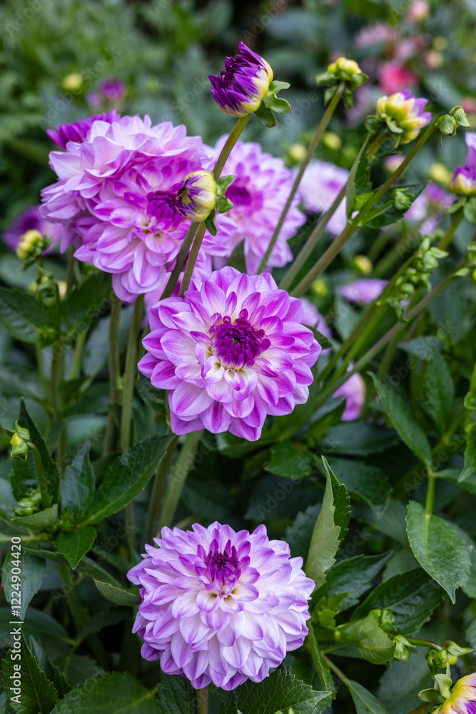 Vibrant purple flowers in focus, surrounded by green leaves, soft natural background, creating a dreamy garden scene full of color and serenity. Vibrant purple flowers in focus, surrounded by green leaves, soft natural background, creating a dreamy garden scene full of color and serenity.