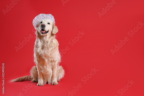 Cute funny dog in shower cap on red background. Space for text photo