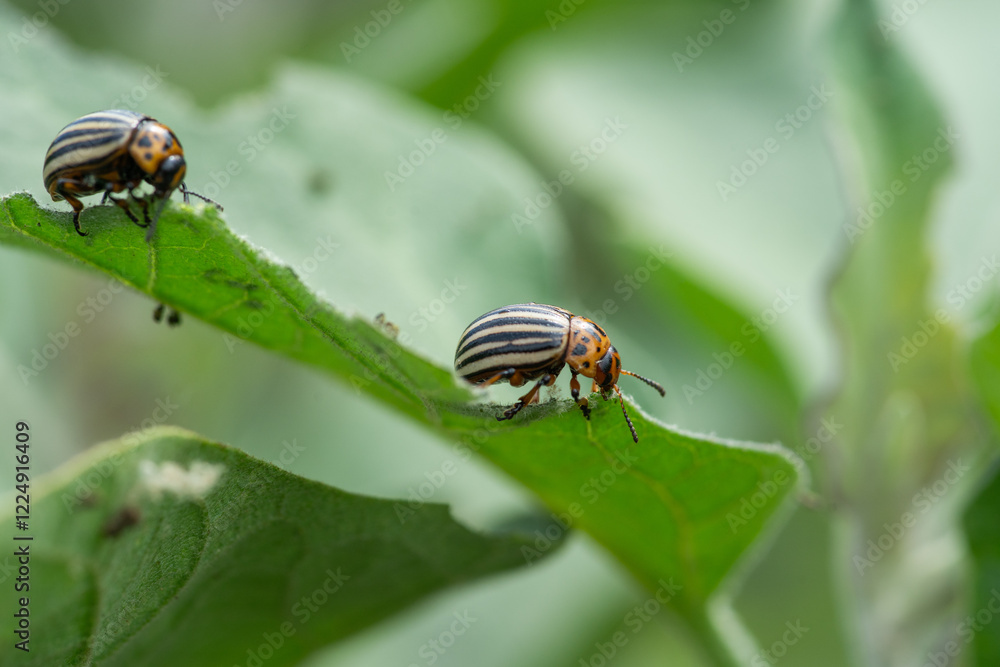 Two Colorado potato beetles with distinctive black and yellow stripes are on a green leaf, which has some small holes and damage, indicating the beetles' feeding activity. Two Colorado potato beetles with distinctive black and yellow stripes are on a green leaf, which has some small holes and damage, indicating the beetles' feeding activity.
