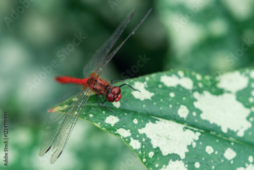 Wallpaper Mural A red dragonfly with transparent wings is perched on a green leaf with white spots, set against a blurred green background Torontodigital.ca
