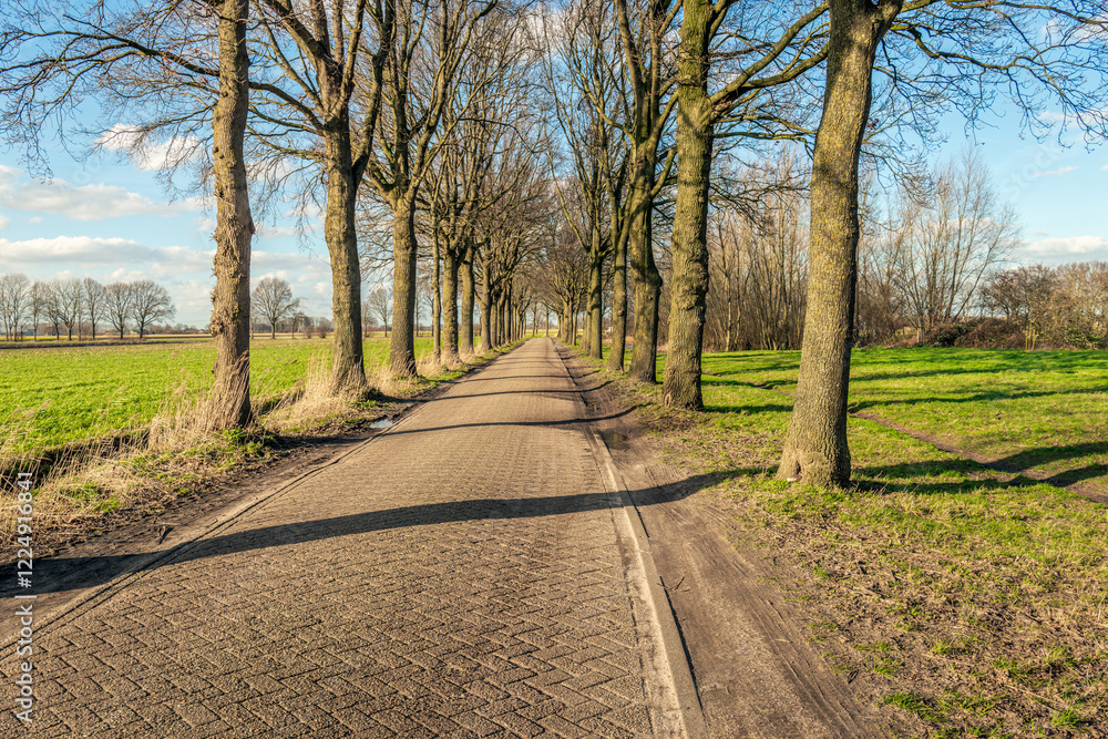 Long straight country road with tall bare trees on both sides. The photo was taken at the edge of a Dutch village on a sunny day in the winter season.