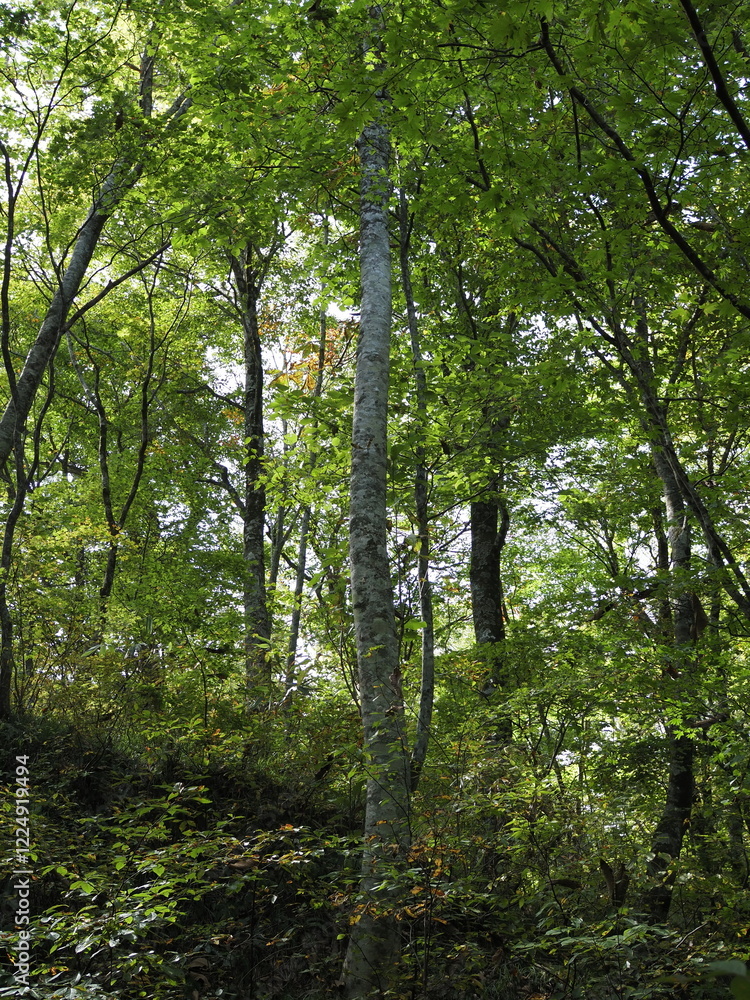 Fototapeta premium 白神山地