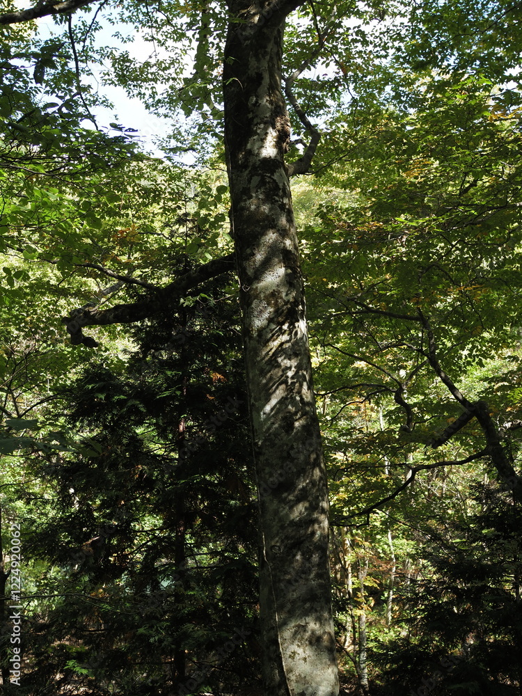 Fototapeta premium 白神山地