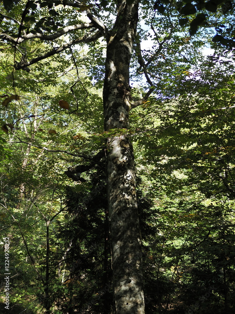 Fototapeta premium 白神山地