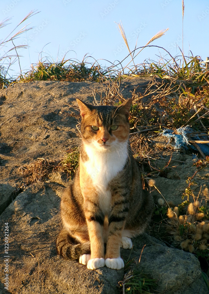 Fotografie wild cat on the field