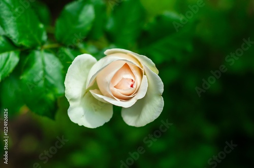 Photos A pale pink rosebud gently unfolds, its petals soft, nestled amongst vibrant green leaves