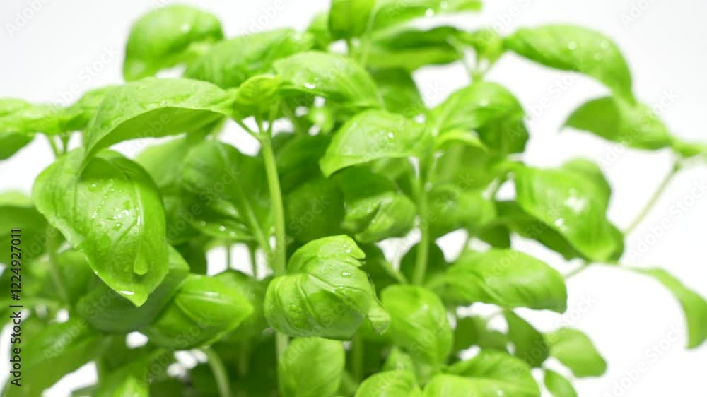 Fresh basil leaves rotate on white background. Spicy basil plant close up. Fresh basil leaves rotate on white background. Spicy basil plant close up.