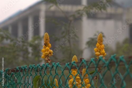 Yellow Senna Alata (Candle Bush) Flowers Growing Near a Fence with a Blurred Urban Background