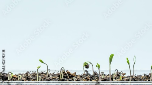 Timelapse of tomato seedlings sprouting. The plants are all at different stages of growth, with some still in the seedling stage and others already sprouting. The container is clear