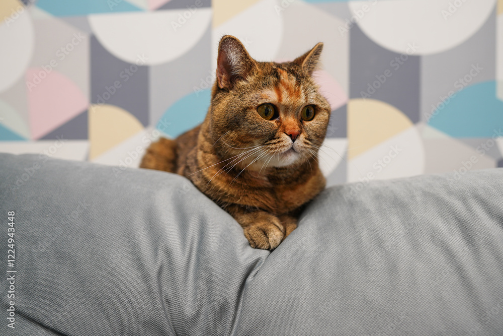 Cat sitting on sofa against wallpaper background in room of apartment. Cat eyes nose and face with whiskers close up. Cat face close up. British chinchilla cat face. Cats and pet, pets. Cat sitting on sofa against wallpaper background in room of apartment. Cat eyes nose and face with whiskers close up. Cat face close up. British chinchilla cat face. Cats and pet, pets.