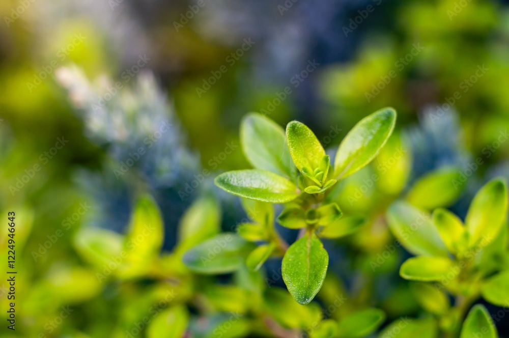 Close-up view of vibrant green thyme leaves, showcasing their texture and natural beauty Close-up view of vibrant green thyme leaves, showcasing their texture and natural beauty