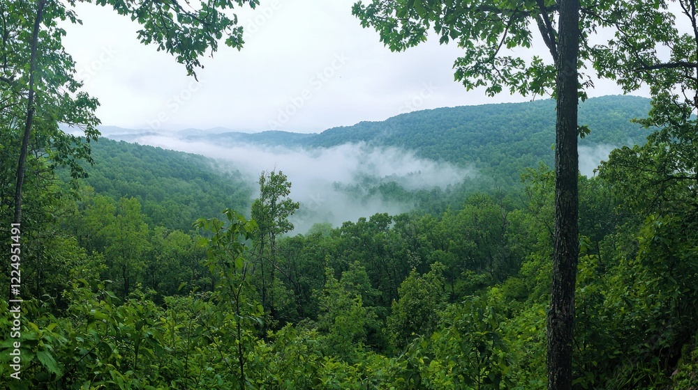 Obraz premium A panoramic view of a green mountain forest with mist rising between the trees.