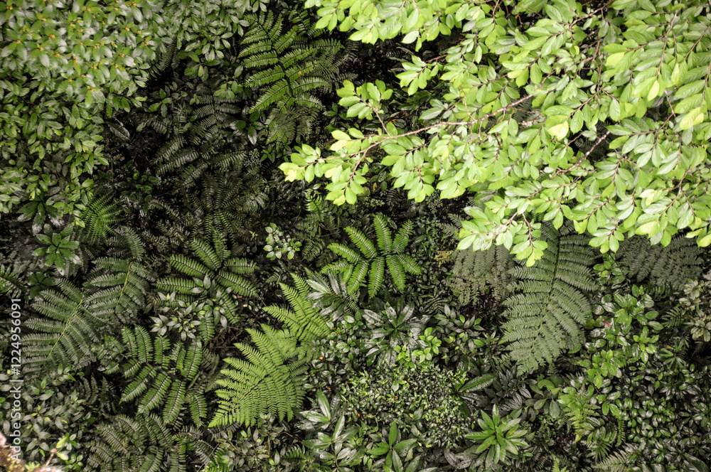 top view of the Rainforest Monteverde top view of the Rainforest Monteverde