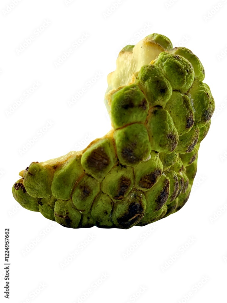 Fototapeta premium A partially opened sugar apple (Annona squamosa) fruit is depicted, showcasing its textured green skin and revealing the creamy white flesh inside. The unique shape and pattern are clearly visible.