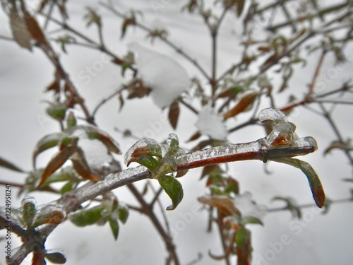 Branches of Butterfly bush, Buddleja davidii, Summer lilac covered transparent ice and white background of ice surface cover on snow after rainfall in frosty weather - close up.