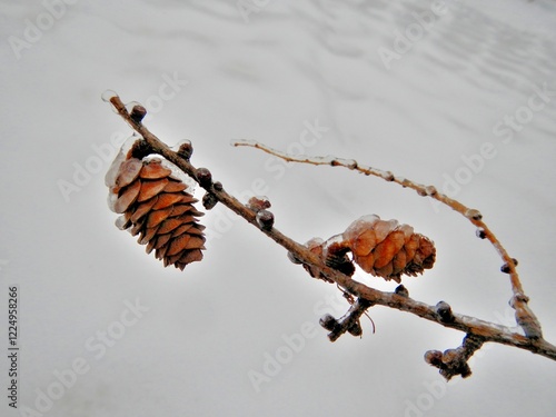 Bron branch of Larch tree with cones covered transparent ice and white background of ice surface cover on snow after rainfall in frosty weather - close up. Topics: vegetation, frost, climate