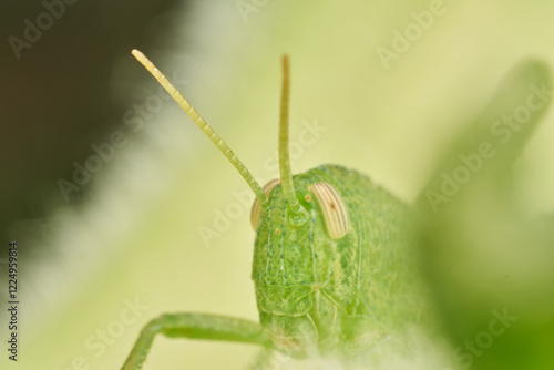 Green Grasshopper Resting on Sunflower Leaf photo