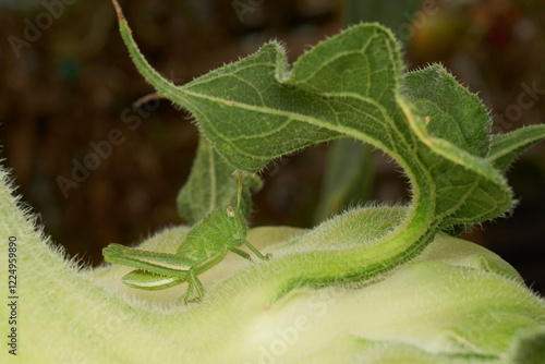 Close Up of Grasshopper on Sunflower Leaf photo