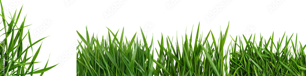 Lush and Vibrant Green Grass Blades Covering the Ground in a Natural Environment Lush and Vibrant Green Grass Blades Covering the Ground in a Natural Environment