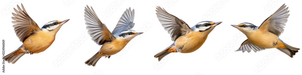 Fototapeta premium Vibrant energetic images of colorful woodland birds soaring and flapping their wings in dynamic flight
