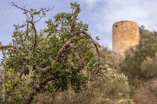 A carob tree (Ceratonia siliqua) in front of an old abandoned mill tower in Felanitx, Majorca, Mallorca, Balearic Islands, Spain, Europe photo