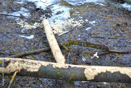 trees gnawed by beavers on a pond photo