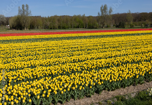 Fields of blooming tulips near Lisse in the Netherlands photo