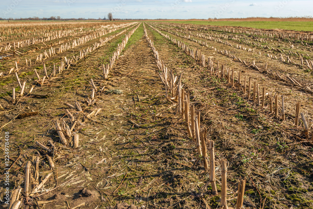 Large Dutch field with converging rows of maize stubble. It is a sunny but also cloudy day in the winter season. The photo was taken in the province of North Brabant.