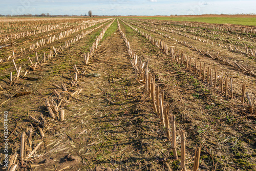 Obraz na płótnie Large Dutch field with converging rows of maize stubble. It is a sunny but also cloudy day in the winter season. The photo was taken in the province of North Brabant. w salonie