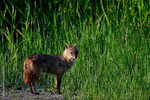 Goldschakal - Donaudelta, Rumänien // Golden jackal - Danube Delta, Romania (Canis aureus moreoticus)  photo