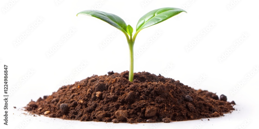 Young Sprout Emerging from Soil Young Sprout Emerging from Soil