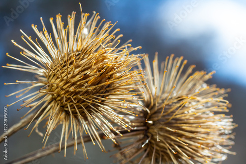 The fruits of Arctium lappa greater burdock, close-up of a plant with pointed spines in sunlight photo