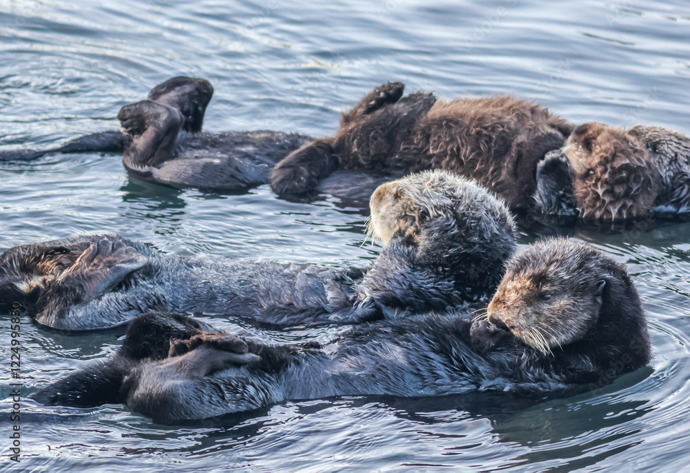 Obraz premium Sea otters (Enhydra lutris) floating on their backs off the pacific coast at Morro Bay, California, USA.