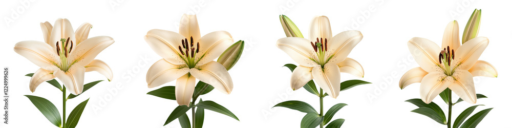Obraz premium Elegant and delicate lily flowers blooming in a lush garden exuding natural beauty graceful charm and a serene ambiance